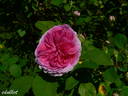 Nymphe Tepla rose photo