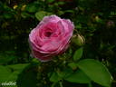 Nymphe Tepla rose photo
