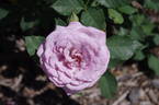 Gra's Blue rose photo