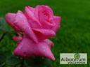 Lady Like rose photo