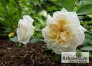 Friedenslicht® rose photo
