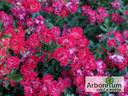 Red Drift ® rose photo