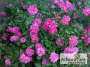 TANydor rose photo