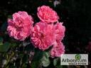 Les Quatre Saisons ® rose photo