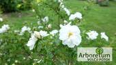 Schneezwerg rose photo