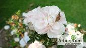Paula Vapelle rose photo