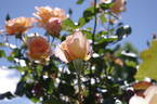 Nelson Girls rose photo