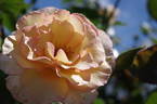Nelson Girls rose photo