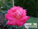 Krasavitza Festivalia rose photo