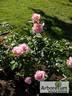 Istropolitana rose photo