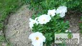 White Roadrunner ® rose photo