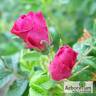 Scarlet Pavement rose photo