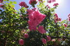 Bantry Bay ® rose photo