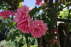 Bantry Bay ® rose photo