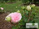 Sophia Romantica rose photo