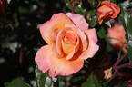 New Year ® rose photo