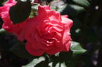 Autumn Sunlight rose photo