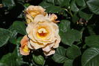 Burma Star rose photo