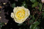 Peer Gynt rose photo
