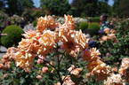 Vesper rose photo