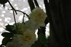 Scentasia rose photo