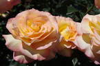 Solitaire rose photo