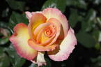 Solitaire rose photo