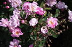 Bougainville rose photo