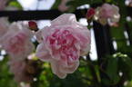 Tea Rambler rose photo