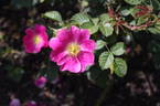 Meg Merrilies rose photo