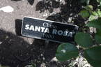 Santa Rosa rose photo