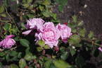 Santa Rosa rose photo