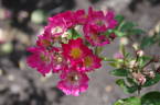 Eisenach rose photo