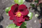 Dusky Maiden rose photo