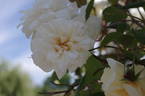 Blanc Pur rose photo