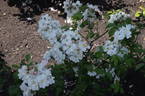 Maid Marion rose photo