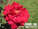 Edith Piaf rose photo