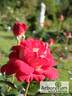 Copacabana rose photo