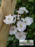 Perennial Blush rose photo