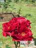 Lea rose photo
