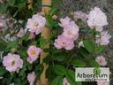 Guirlande Rose rose photo