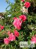 Heidetraum-Plus rose photo