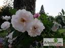 Venusta Pendula rose photo