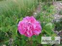 Gros Choux d'Hollande rose photo