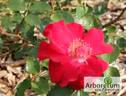 Brillant Korsar rose photo