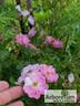 Theano rose photo