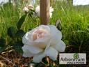 Ave Maria rose photo