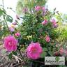 Frontenac rose photo