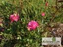 Perla Transilvaniei rose photo