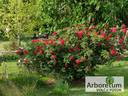 Hansaland ® rose photo